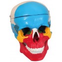 MODEL OF ADULT SKULL LIFE-SIZE COLORED BONES